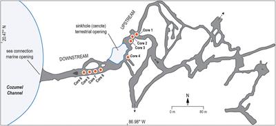 Changes in Organic Matter Deposition Can Impact Benthic Marine Meiofauna in Karst Subterranean Estuaries